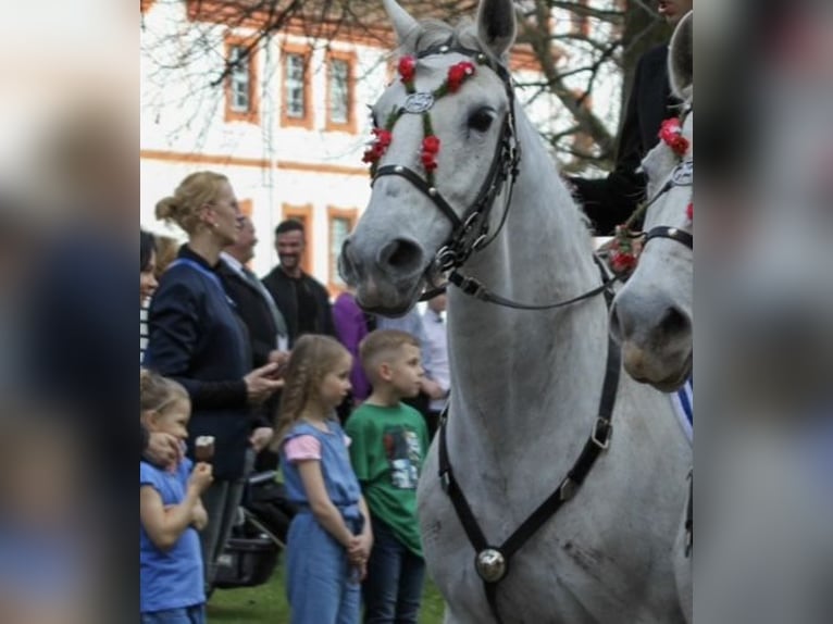 Koń lipicański Klacz 10 lat 161 cm Siwa in Neustadt in Sachsen