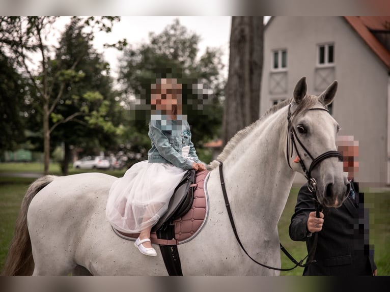 Koń lipicański Klacz 10 lat 161 cm Siwa in Neustadt in Sachsen