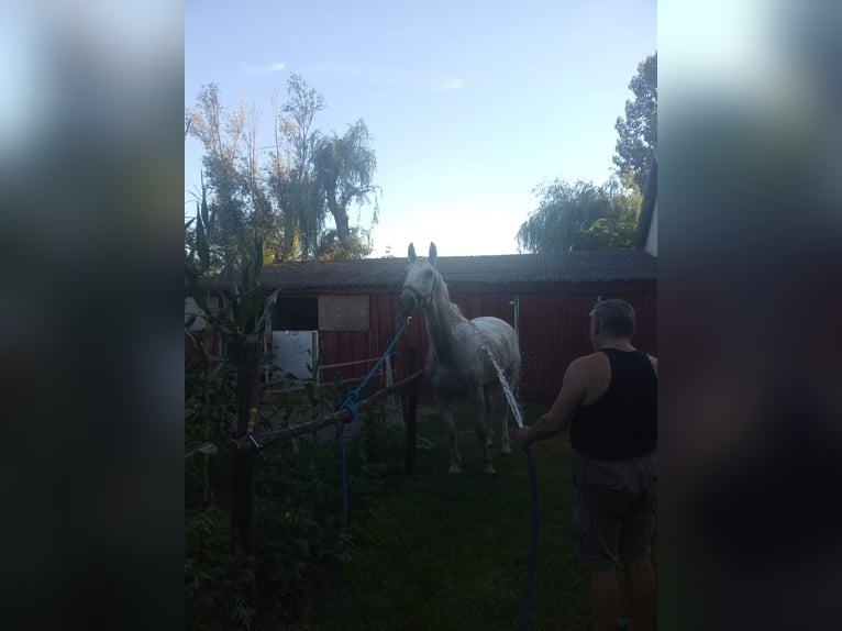 Koń lipicański Klacz 10 lat 165 cm Siwa in Móricgát