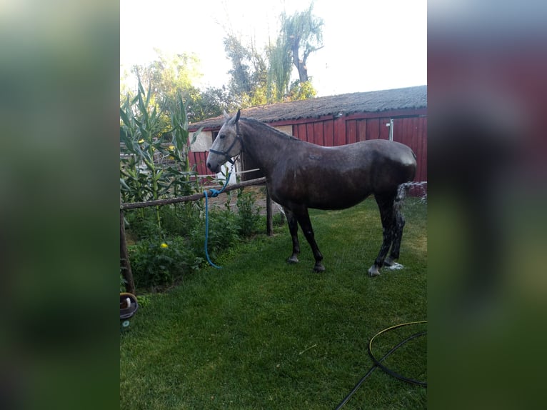 Koń lipicański Klacz 10 lat 165 cm Siwa in Móricgát