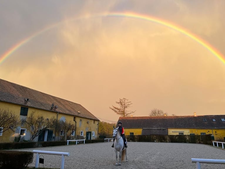 Koń lipicański Klacz 11 lat 146 cm Siwa in Ritzendorf