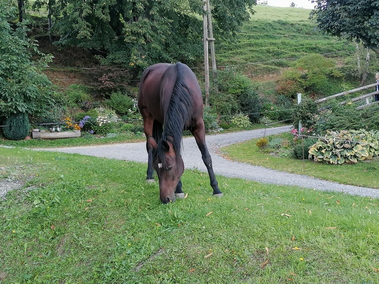 Koń lipicański Klacz 11 lat 158 cm Gniada in Maria Lankowitz