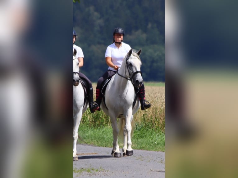 Koń lipicański Klacz 11 lat 161 cm Siwa in Neustadt in Sachsen