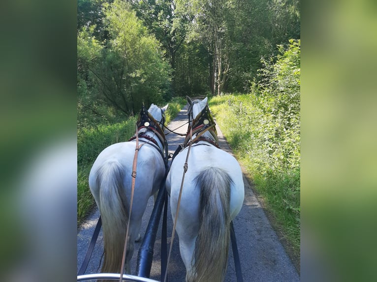 Koń lipicański Klacz 11 lat 161 cm Siwa in Neustadt in Sachsen