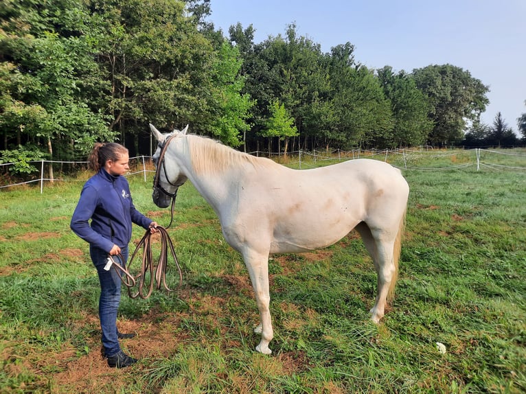 Koń lipicański Klacz 12 lat 152 cm Siwa in La selle craonnaise