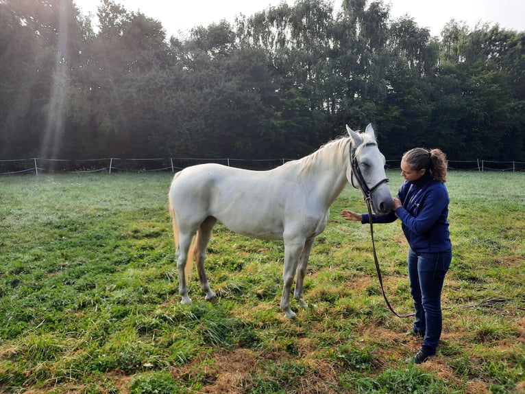 Koń lipicański Klacz 12 lat 152 cm Siwa in La selle craonnaise