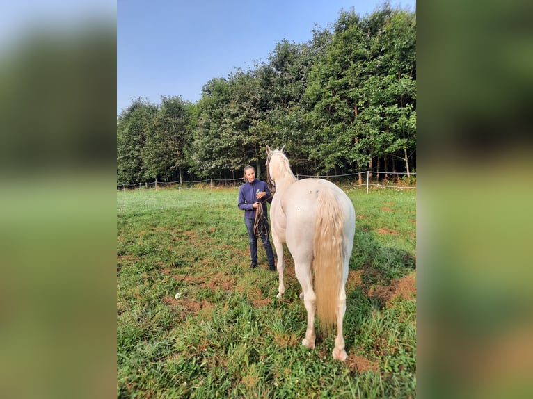 Koń lipicański Klacz 12 lat 152 cm Siwa in La selle craonnaise