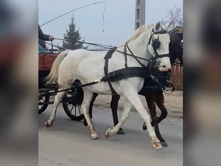 Koń lipicański Mix Klacz 12 lat 160 cm Biała in Tass