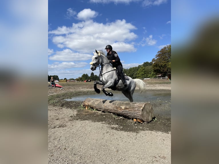 Koń lipicański Klacz 13 lat 155 cm Siwa w hreczce in Ronnenberg