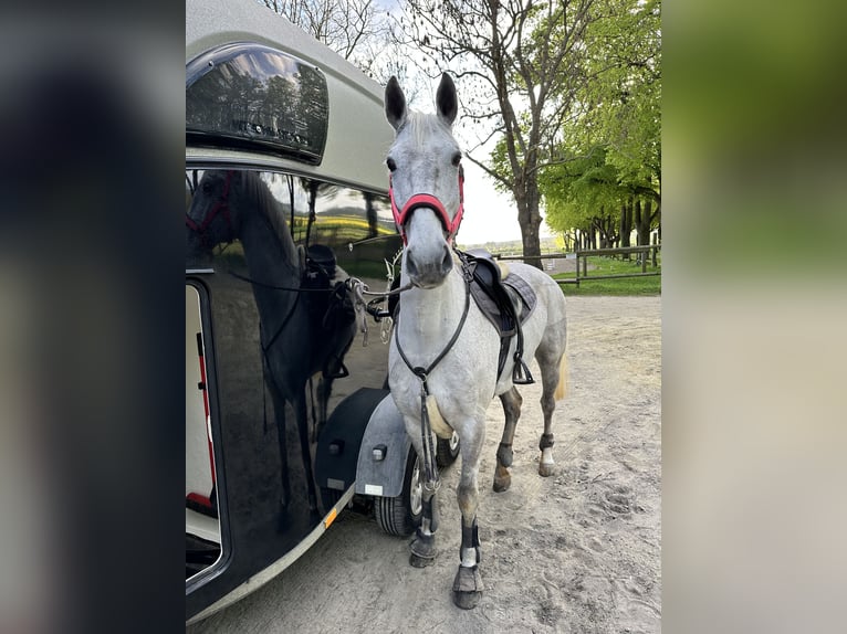 Koń lipicański Klacz 13 lat 155 cm Siwa w hreczce in Ronnenberg