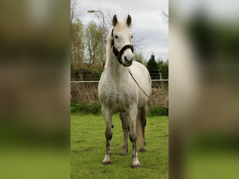Koń lipicański Mix Klacz 13 lat 160 cm Siwa in Noordwijkerhout
