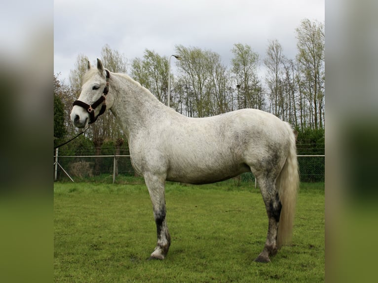 Koń lipicański Mix Klacz 13 lat 160 cm Siwa in Noordwijkerhout