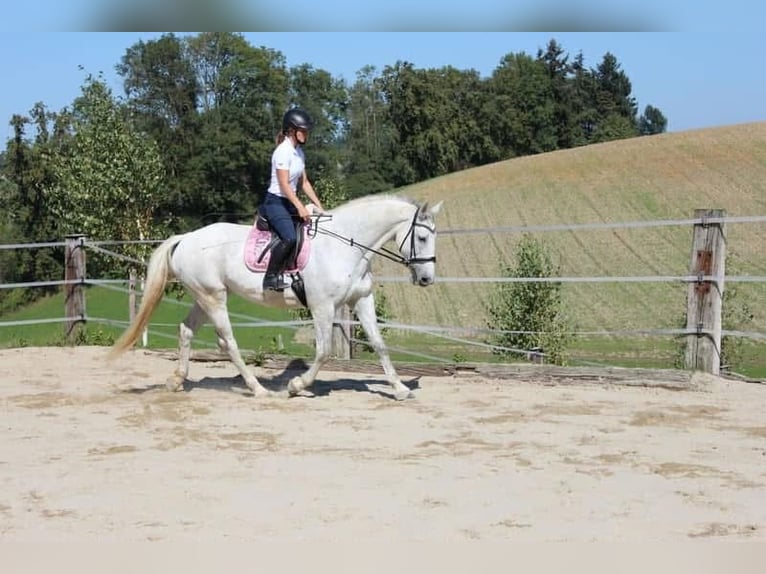 Koń lipicański Mix Klacz 13 lat 170 cm Siwa jabłkowita in Meggenhofen