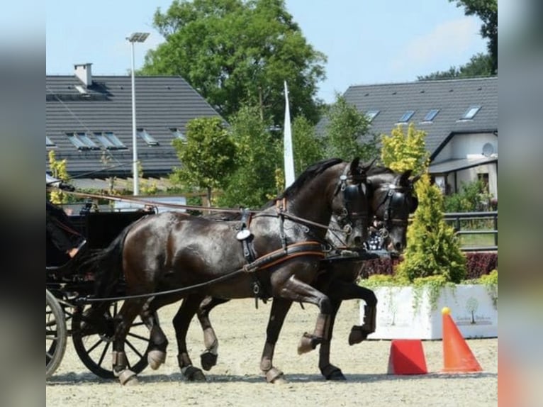Koń lipicański Klacz 14 lat 162 cm Ciemnogniada in Tass