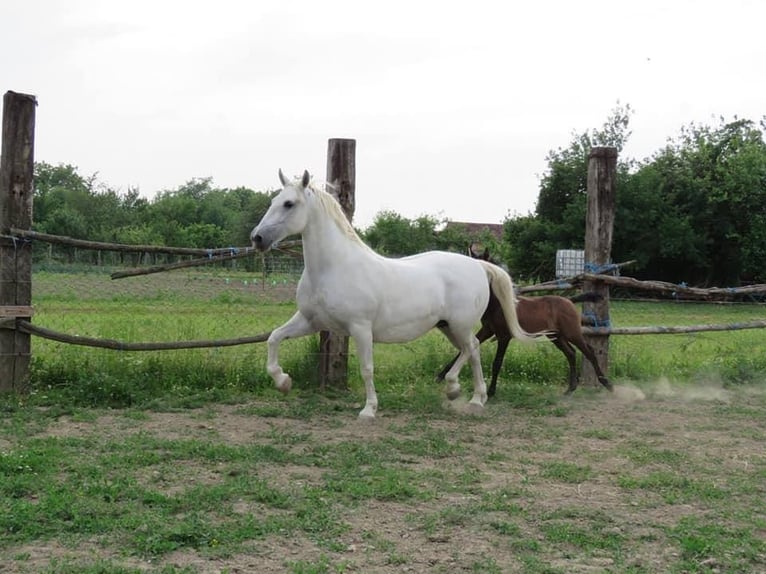 Koń lipicański Klacz 15 lat 153 cm Siwa in Atunovac