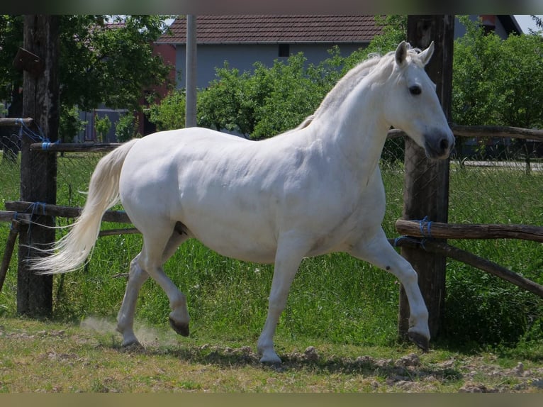 Koń lipicański Klacz 15 lat 153 cm Siwa in Atunovac