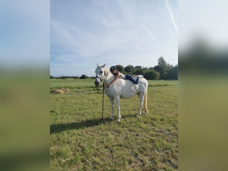 Koń lipicański Klacz 15 lat 160 cm Siwa in challans