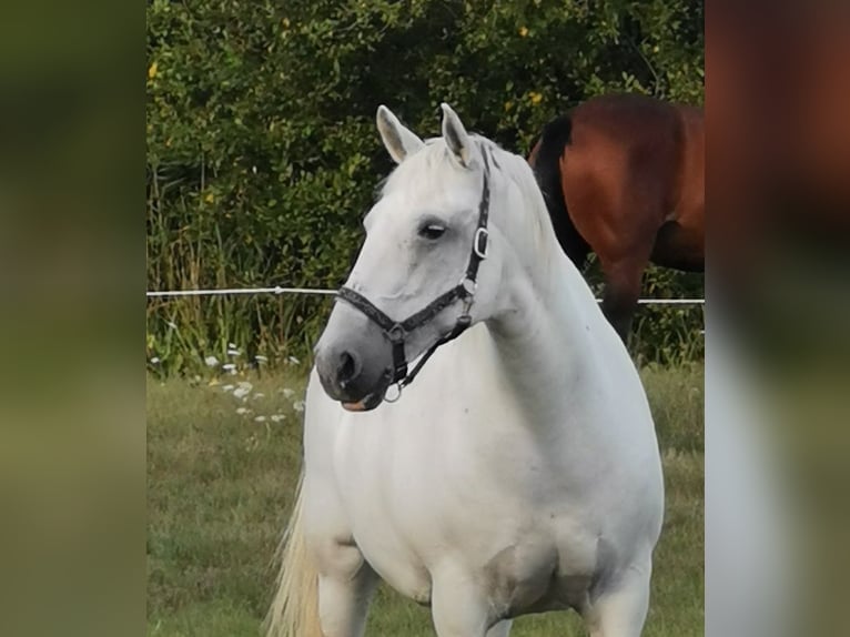 Koń lipicański Klacz 15 lat 160 cm Siwa in challans