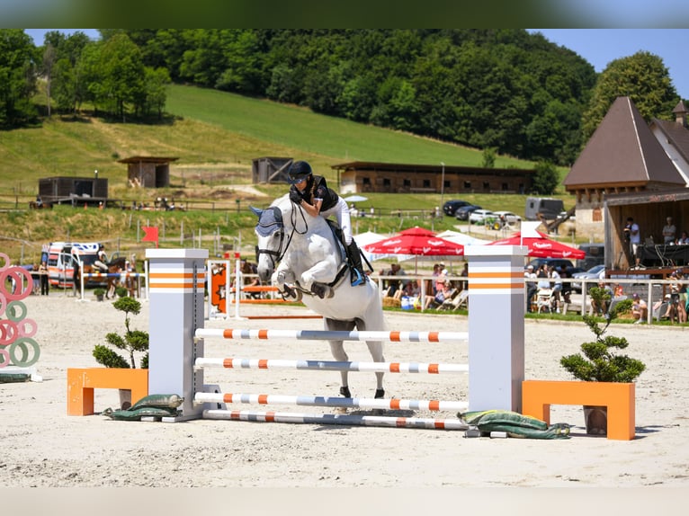Koń lipicański Mix Klacz 15 lat 165 cm Biała in Žalec