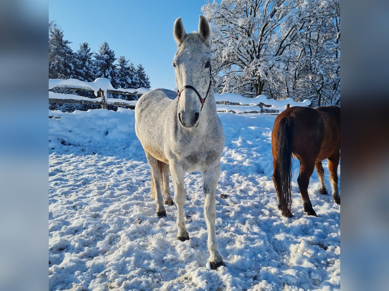 Koń lipicański Klacz 15 lat Siwa w hreczce in Reisbach