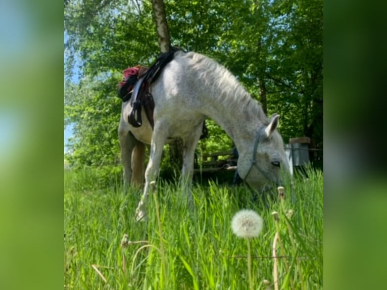 Koń lipicański Klacz 15 lat Siwa w hreczce in Reisbach