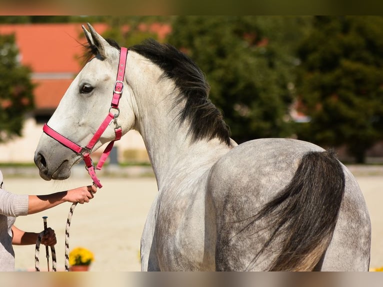 Koń lipicański Klacz 16 lat 163 cm Siwa in Kamnik