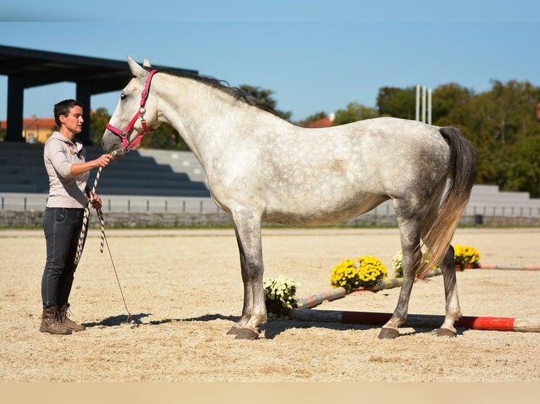 Koń lipicański Klacz 16 lat 163 cm Siwa in Kamnik