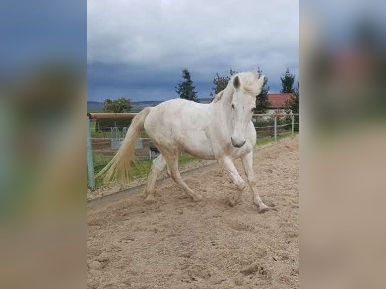 Koń lipicański Mix Klacz 16 lat 164 cm Siwa in Weimar