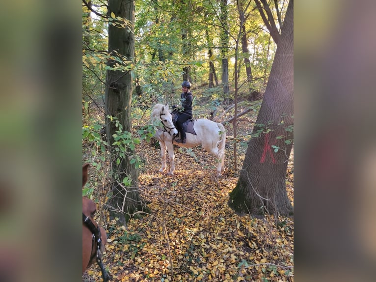 Koń lipicański Mix Klacz 16 lat 164 cm Siwa in Weimar