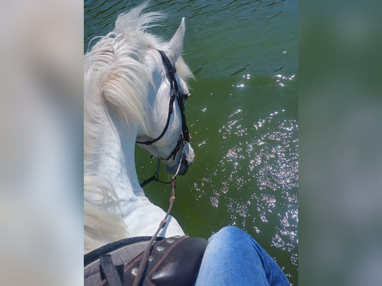 Koń lipicański Mix Klacz 16 lat 164 cm Siwa in Weimar