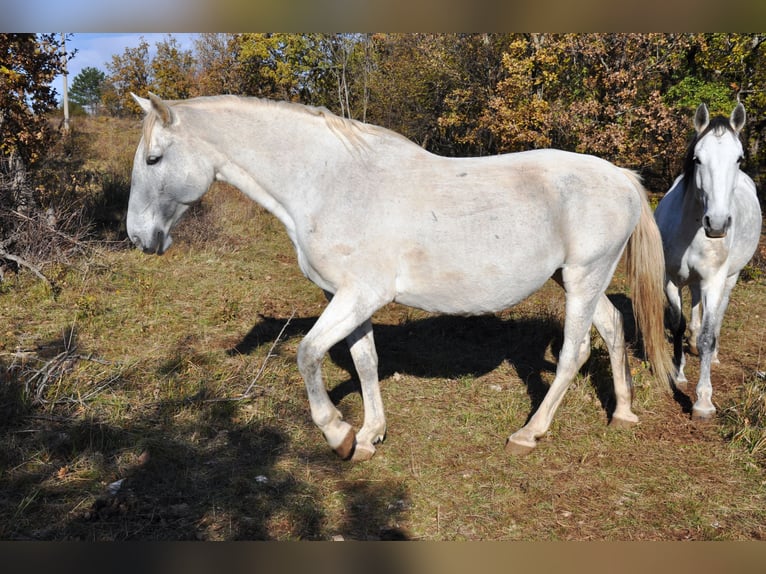 Koń lipicański Klacz 17 lat 162 cm Siwa in Kozina