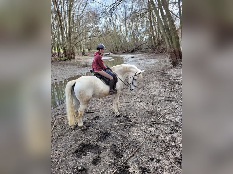 Koń lipicański Mix Klacz 17 lat 164 cm Siwa in Weimar