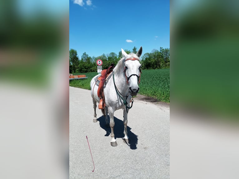 Koń lipicański Mix Klacz 17 lat 165 cm Siwa in Ursberg