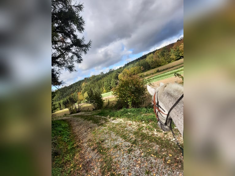 Koń lipicański Mix Klacz 17 lat 165 cm Siwa in Ursberg