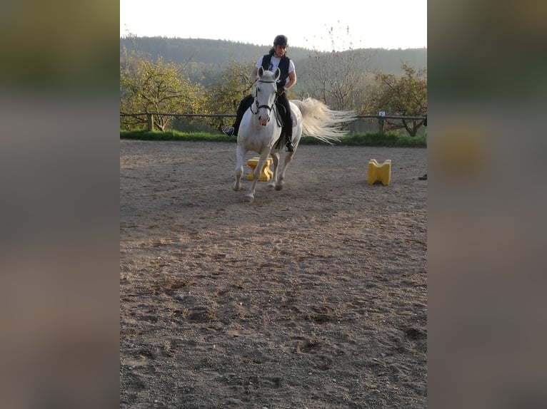Koń lipicański Klacz 18 lat 152 cm Siwa in Neulengbach