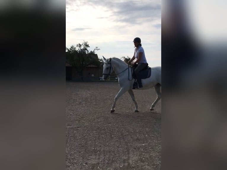 Koń lipicański Klacz 18 lat 152 cm Siwa in Neulengbach