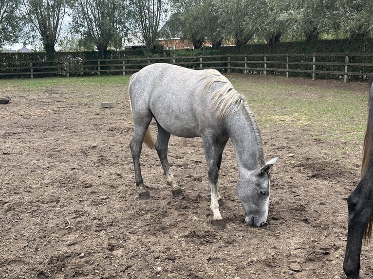Koń lipicański Klacz 1 Rok 130 cm Siwa in Ruddervoorde