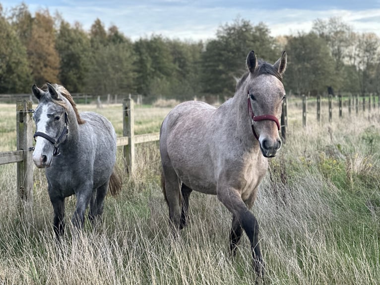 Koń lipicański Klacz 1 Rok 135 cm Siwa in HertsbergeRuddervoorde