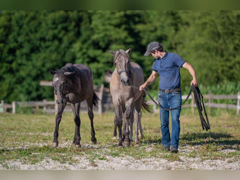 Koń lipicański Klacz 1 Rok Karosiwa in Šentjernej