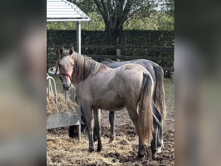 Koń lipicański Klacz 2 lat 135 cm Siwa in HertsbergeRuddervoorde