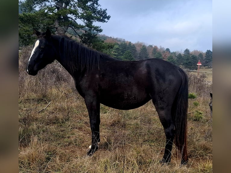 Koń lipicański Klacz 2 lat 149 cm Ciemnogniada in Kozina