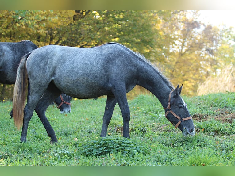 Koń lipicański Klacz 2 lat 158 cm Siwa in Trnovska vas