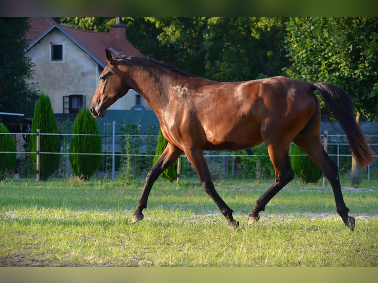 Koń lipicański Klacz 2 lat 165 cm Gniada in Ptuj