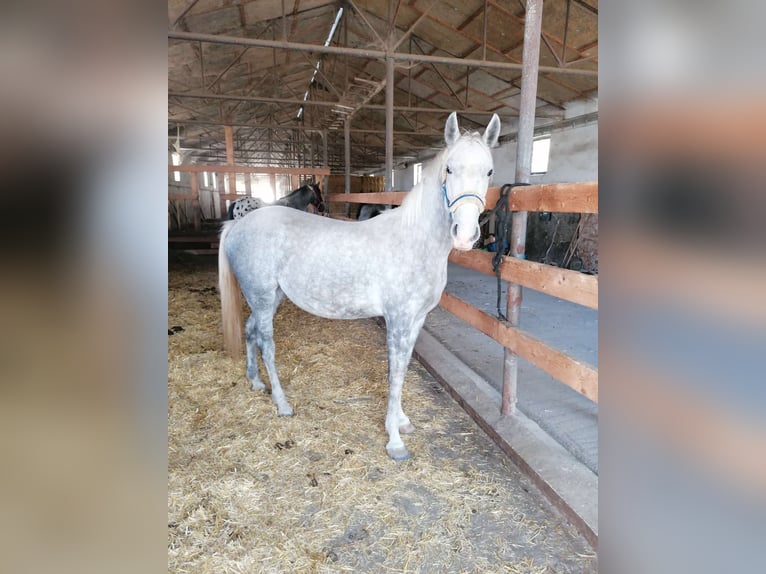 Koń lipicański Klacz 2 lat Siwa in Fischamend-Dorf