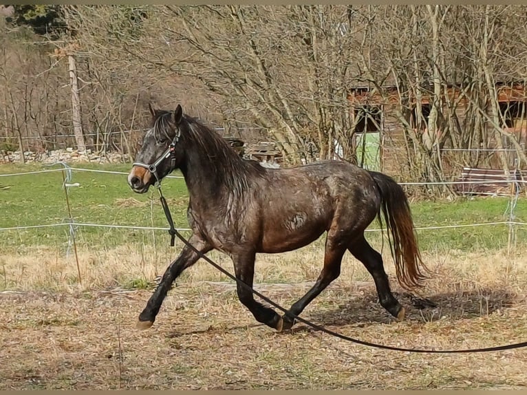Koń lipicański Klacz 3 lat 143 cm Siwa in Kozina