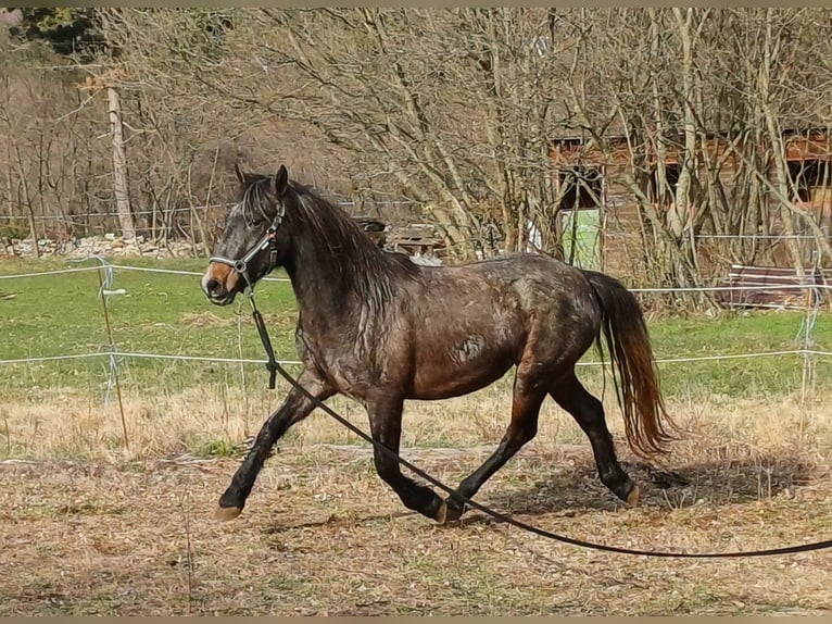 Koń lipicański Klacz 3 lat 147 cm Siwa in Kozina