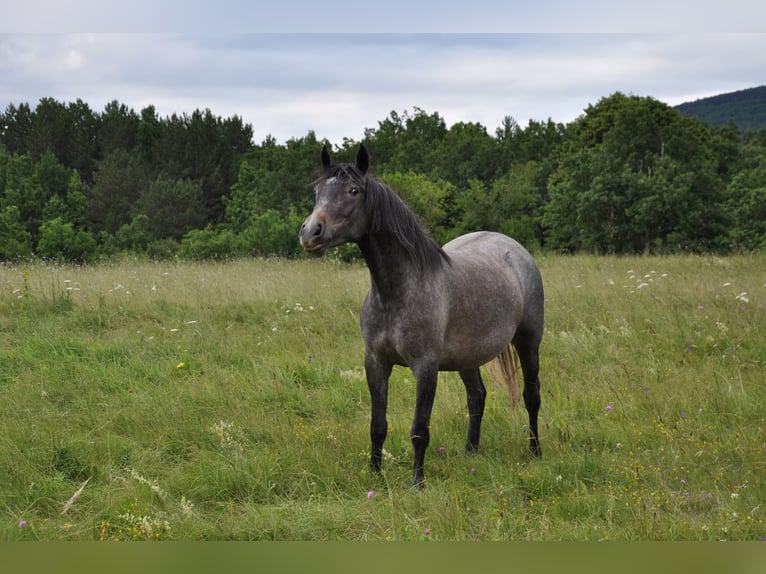 Koń lipicański Klacz 3 lat 147 cm Siwa in Kozina