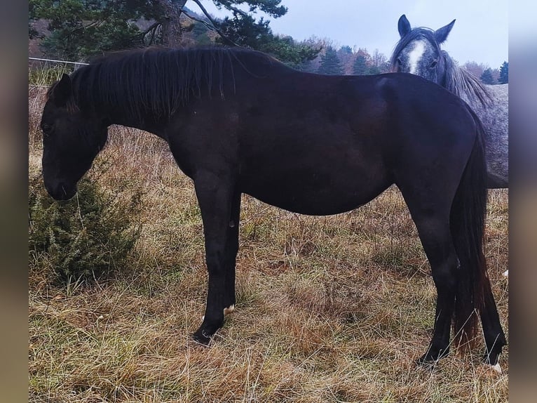 Koń lipicański Klacz 3 lat 150 cm Ciemnogniada in Kozina