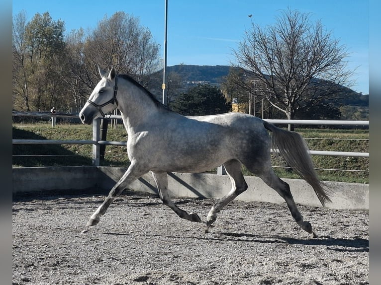Koń lipicański Klacz 3 lat 159 cm Siwa in Ajdov&#x161;&#x10D;ina