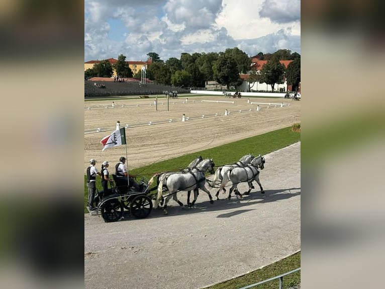 Koń lipicański Klacz 3 lat 162 cm Siwa in radovljica